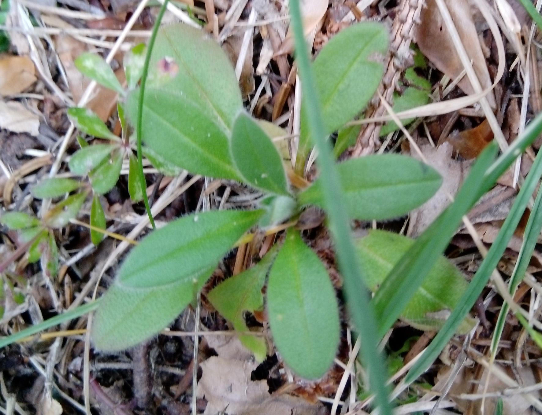 MYOSOTIS RAMOSISSIMA Rochel - nontiscordardime /foto